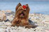 YORKSHIRE TERRIER 340